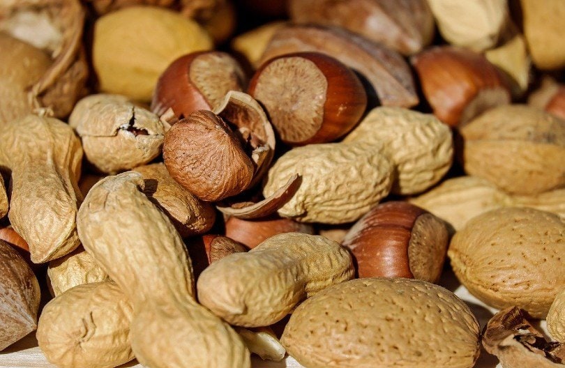 Can horses eat peanuts