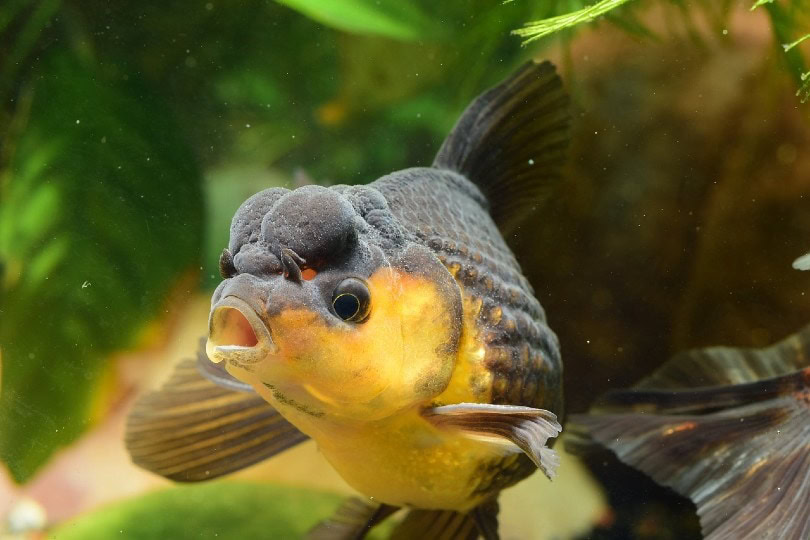 pearl crown goldfish