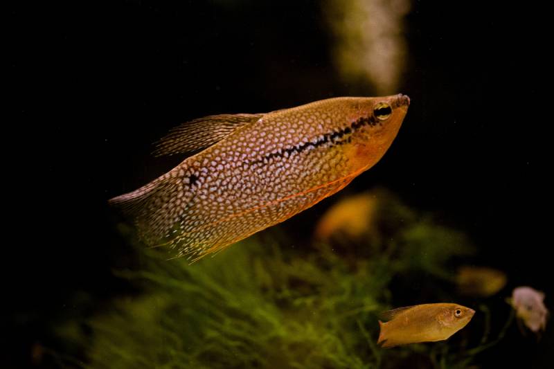 pearl gourami close up