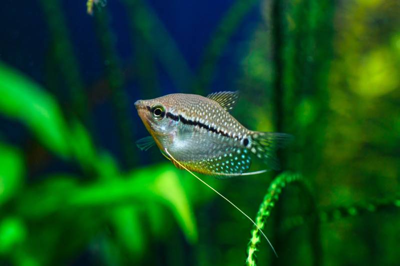 pearl gourami in a green beautiful planted tropical freshwater aquarium