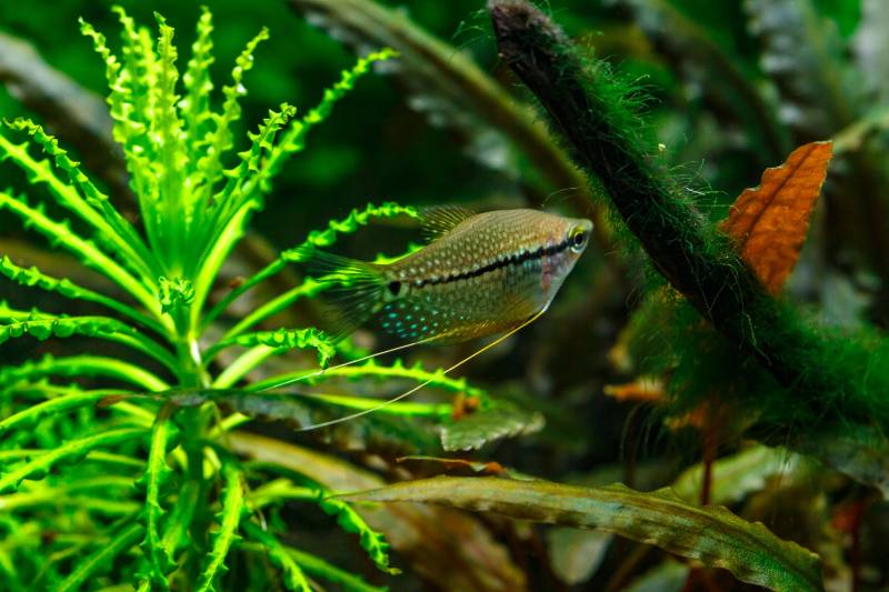 pearl gourami in an aquarium