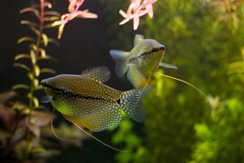 pearl gourami