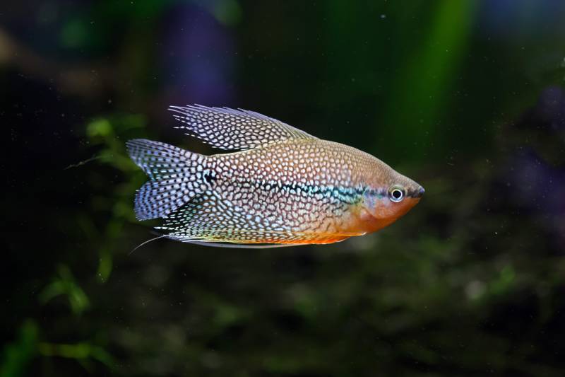 pearl gourami