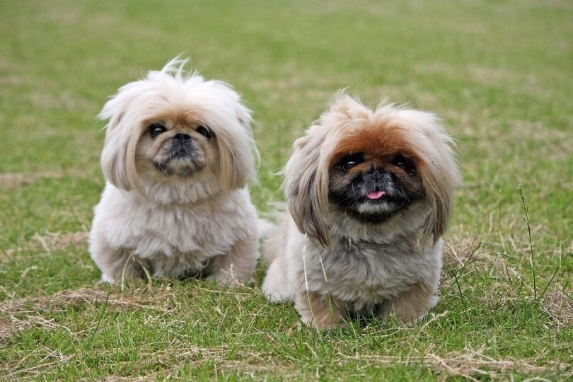pekingese_No-longer-here_Pixabay