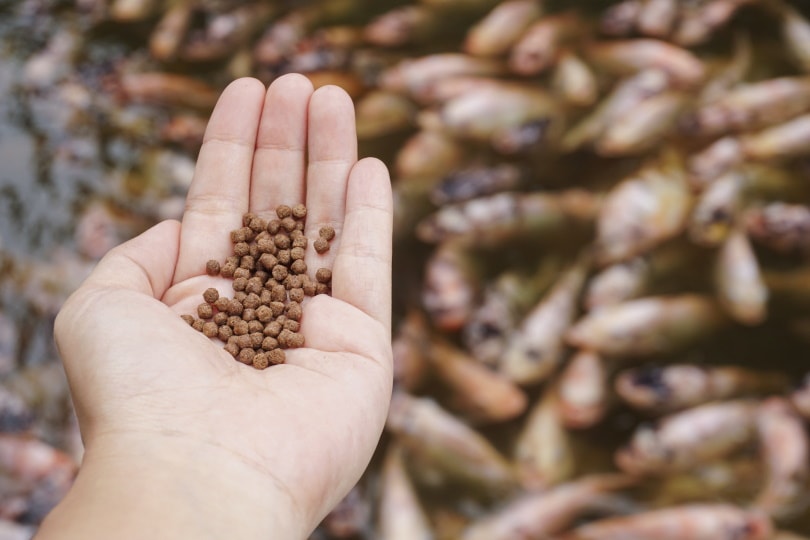 pellet feeds in mans hand