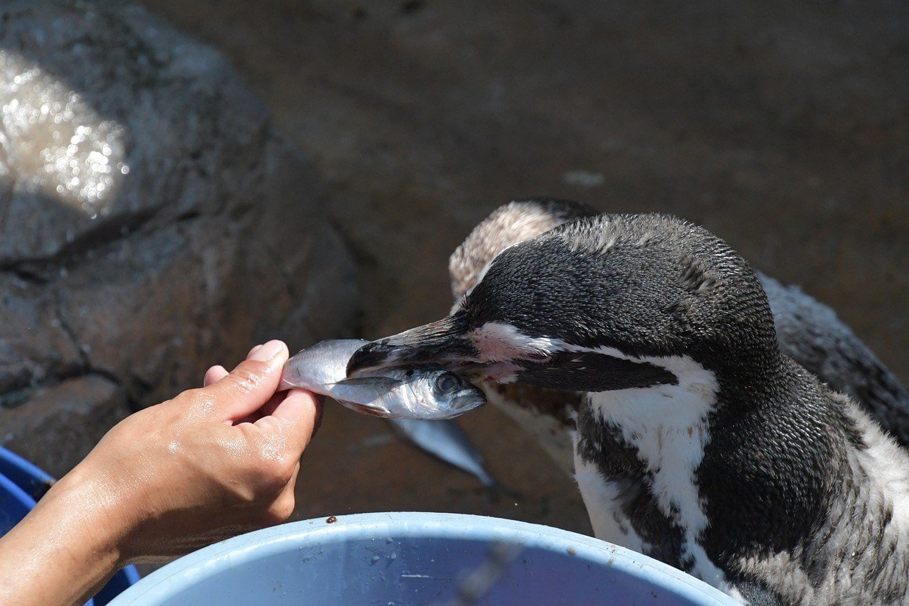 penguin eating fish
