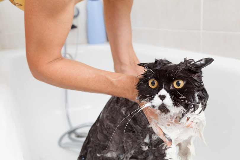 persian cat bathing