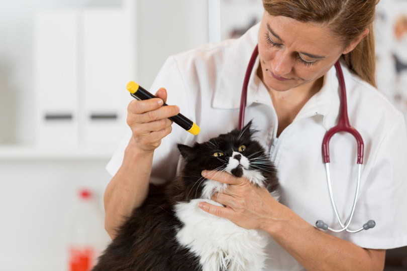 persian cat checked by vet.