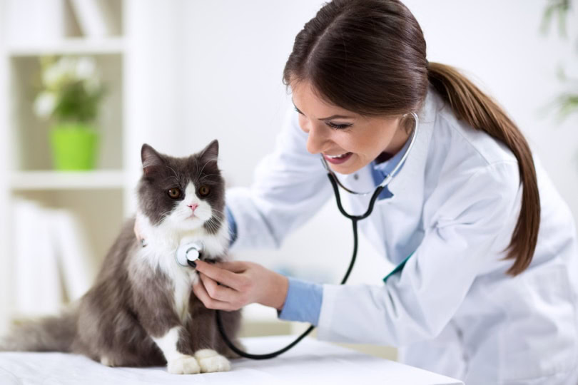 persian cat checked by vet.