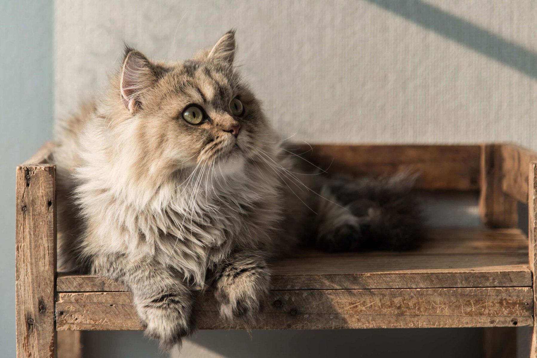 persian cat lyingn wood shelf