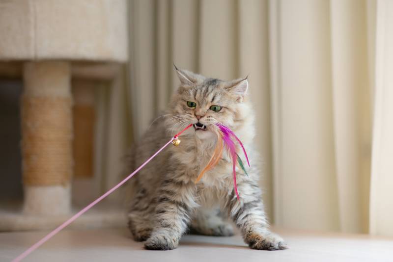 persian cat playing with feather toy