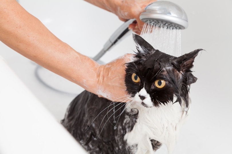 persian cat taking shower