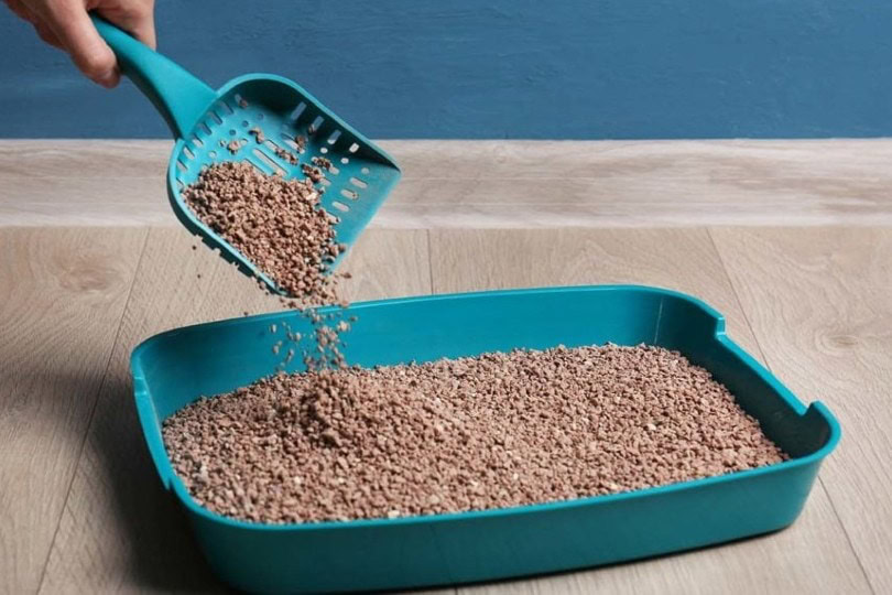 person changing cat litter