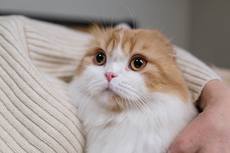 person cuddling an orange and white cat