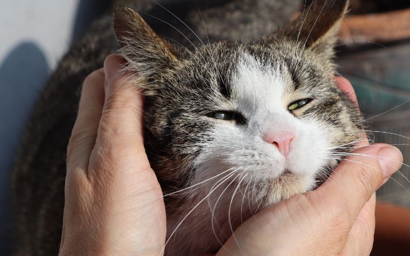 person cupping cat's face