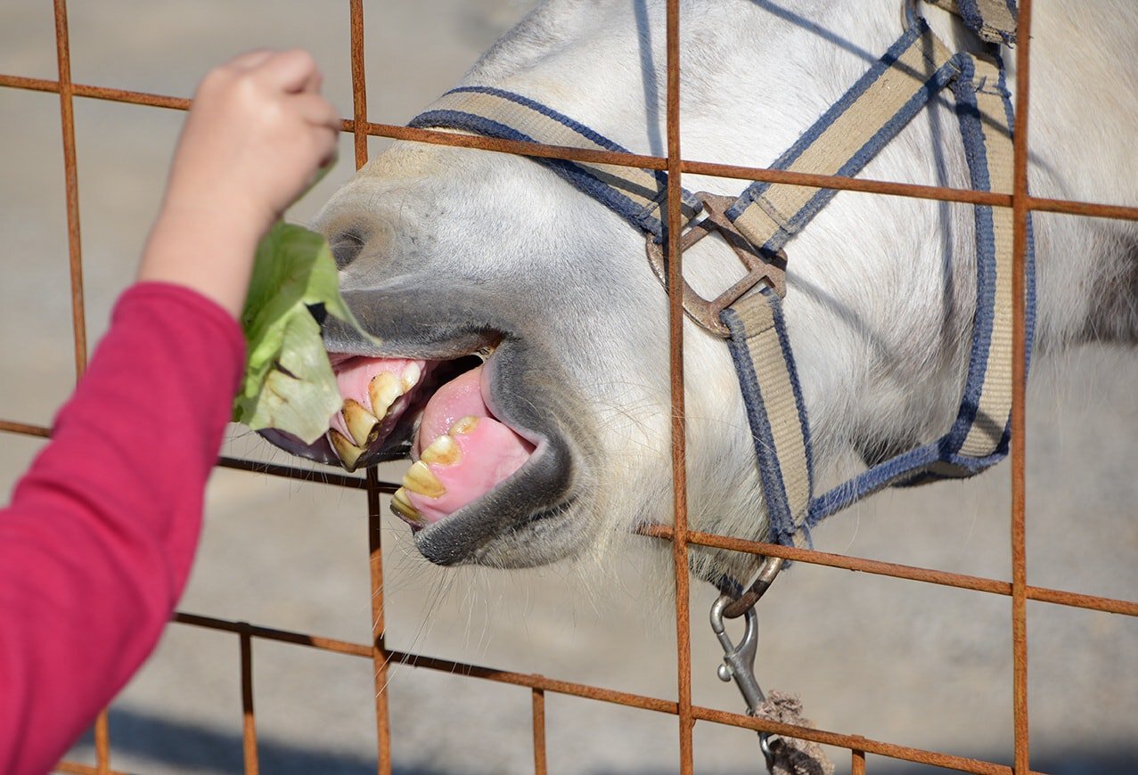 person feeding lettuce to a horse