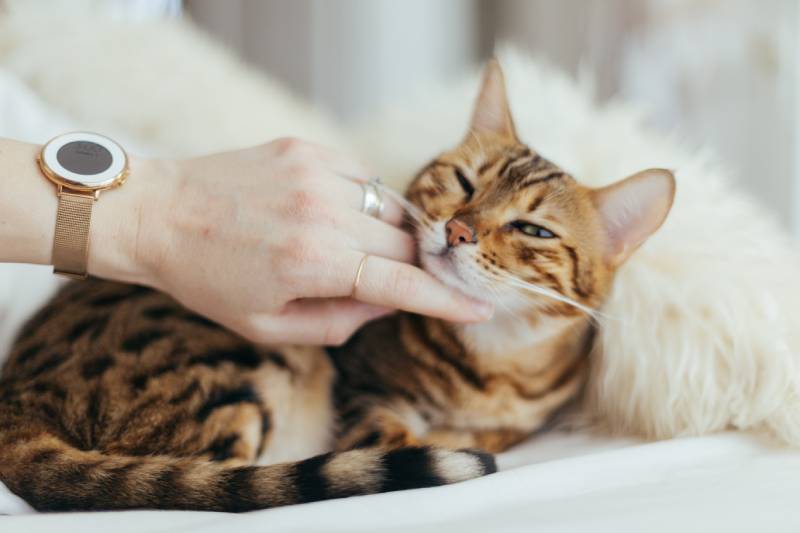person holding brown cat