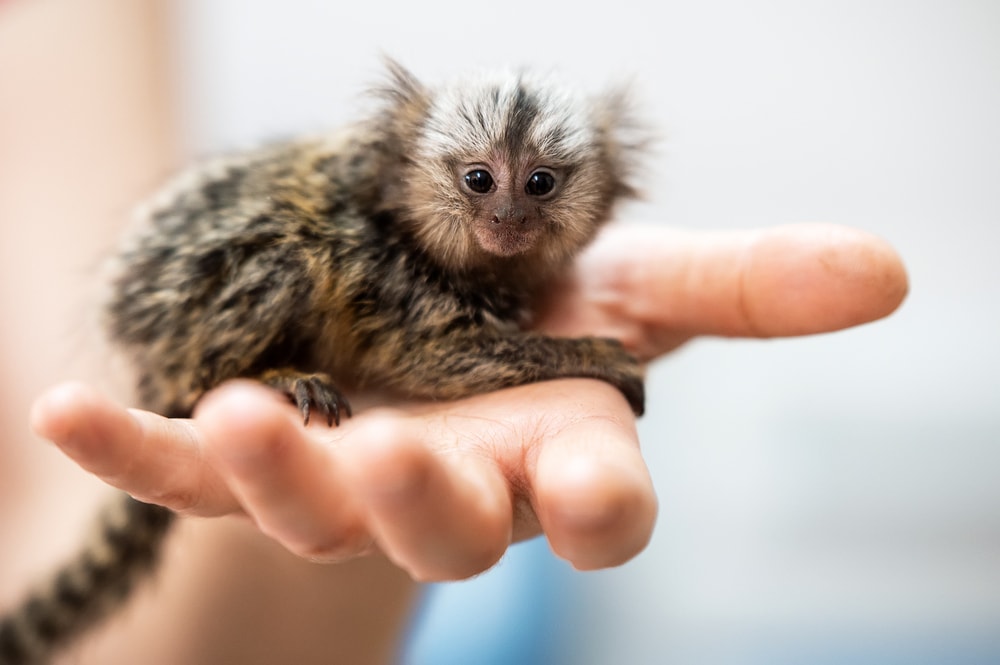 person holding monkey