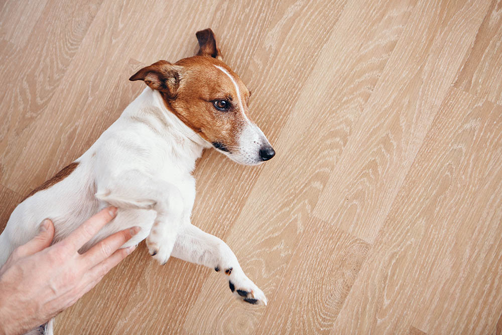 person rubbing dog's stomach