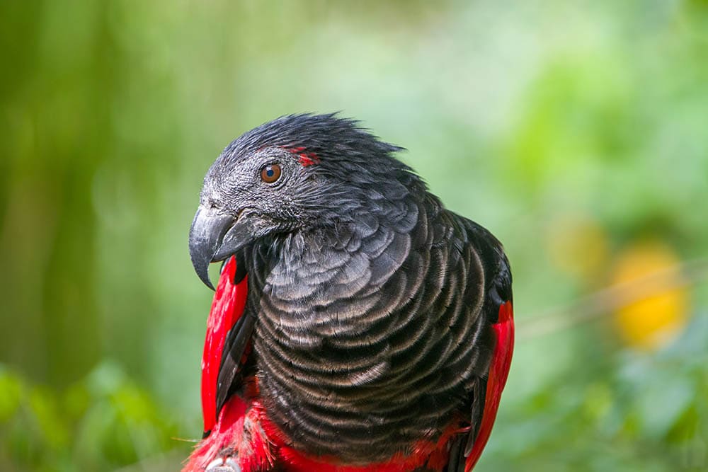 Pesquet's parrot up close