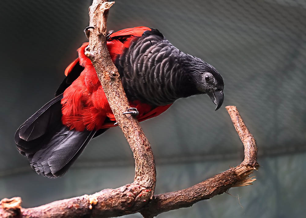 Pesquet's parrot