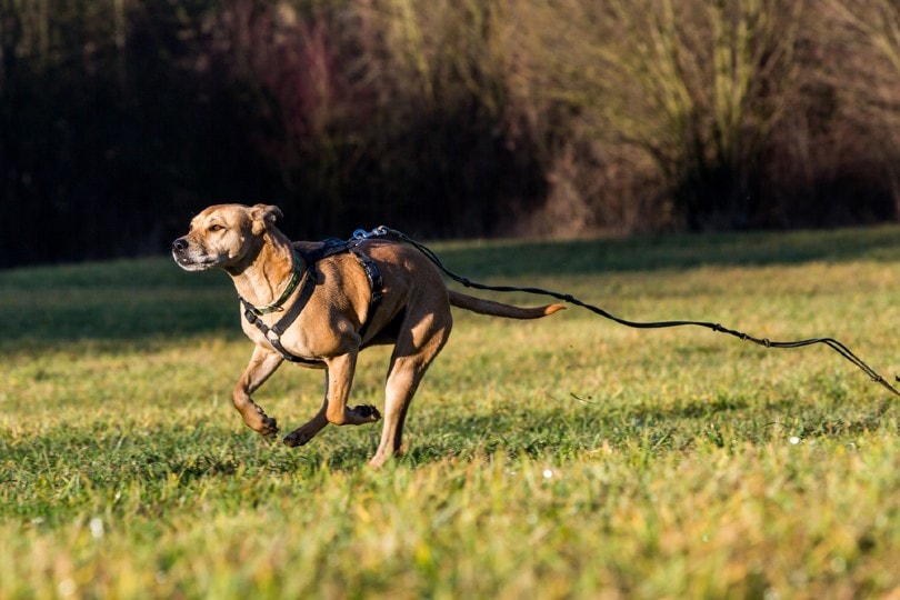 pet dog running away from home