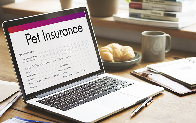 pet insurance form on the laptop screen