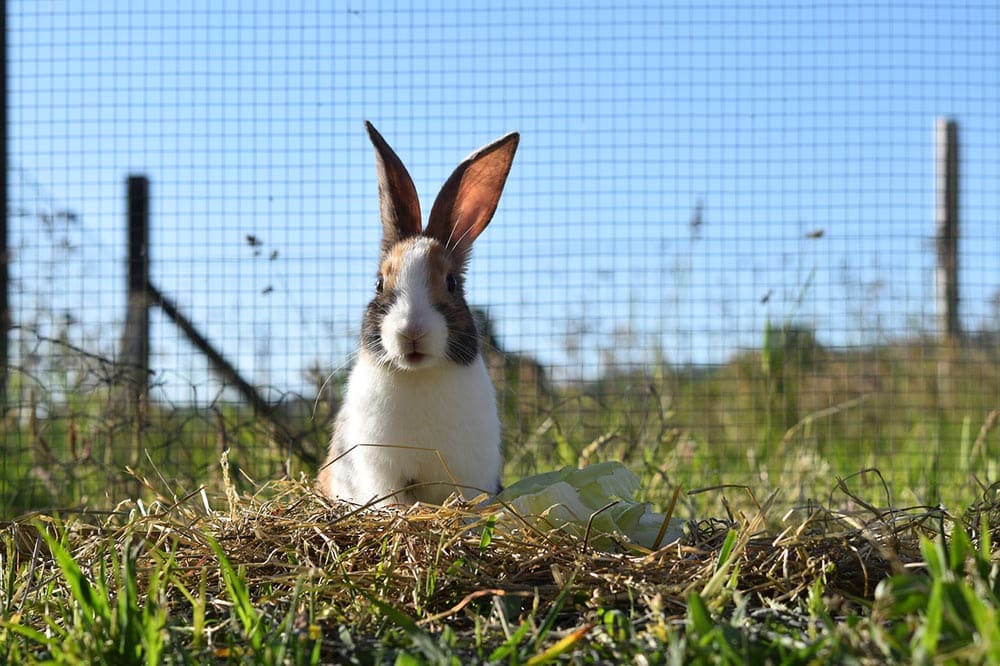pet rabbit outdoor