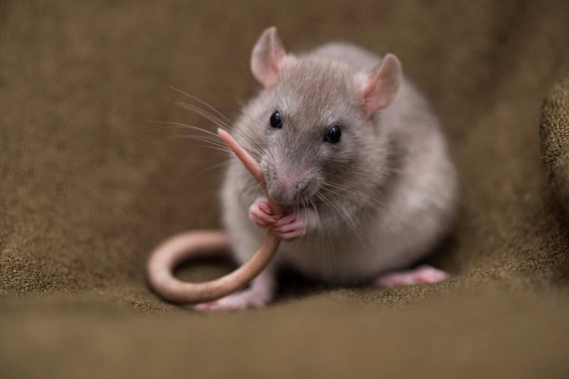 pet rat cleaning itself