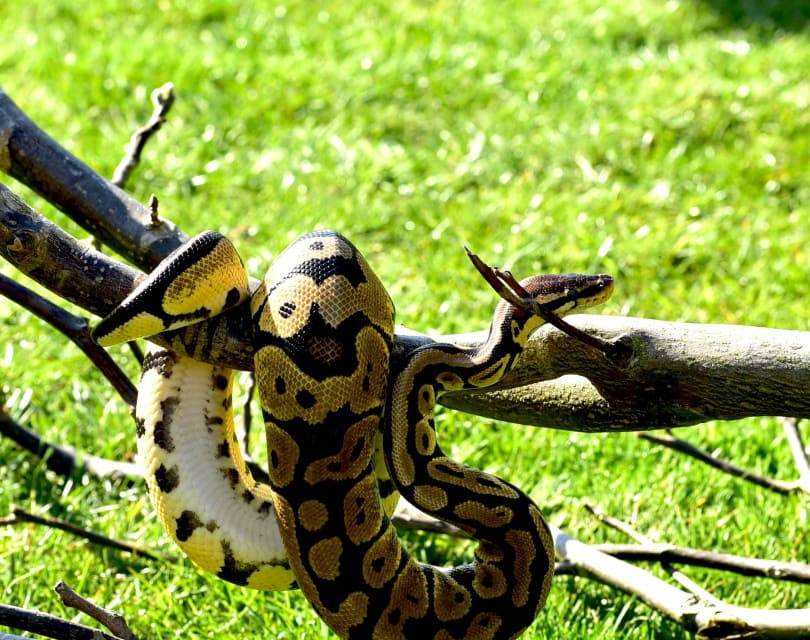 pewter ball python in tree trunks