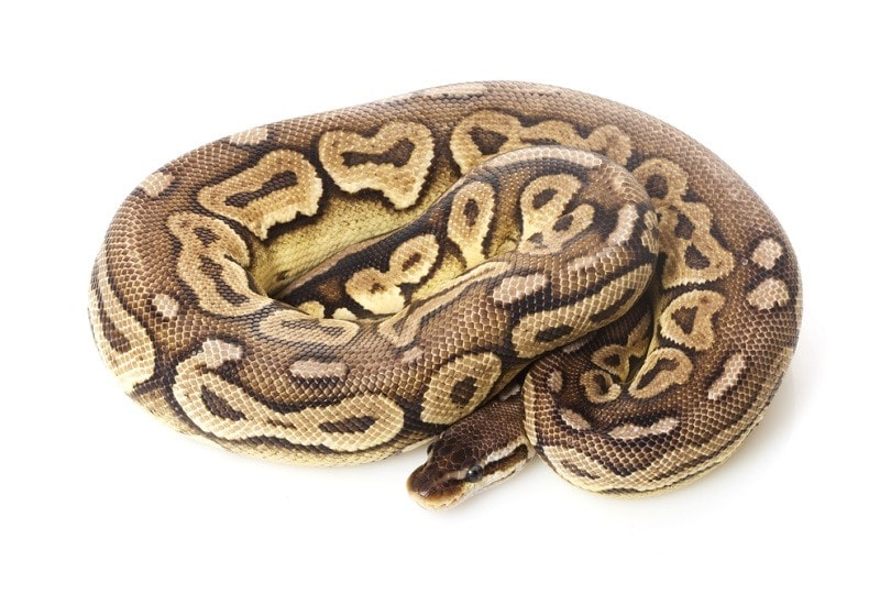 pewter ball python_fivespots_shutterstock