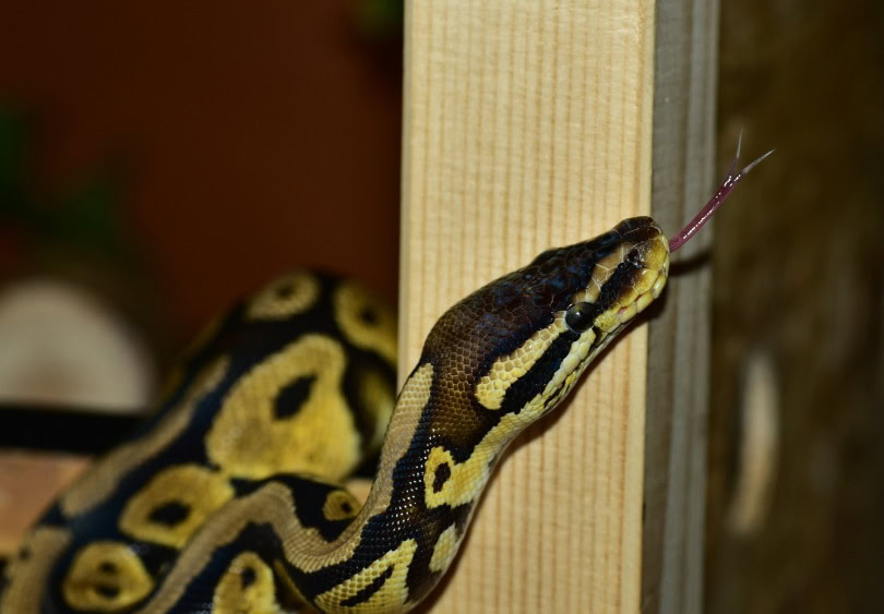 pewter ball python