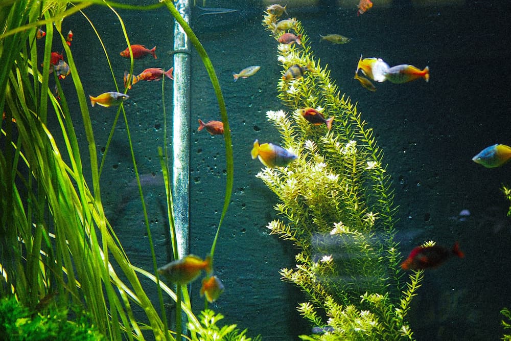 photo of fish tank with orange and yellow fish