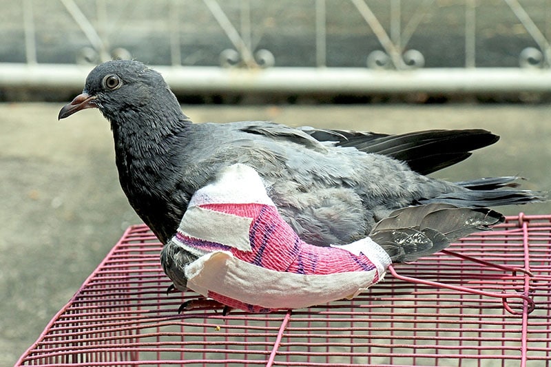 pidgein with a broken wing