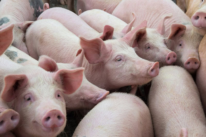 pig facility