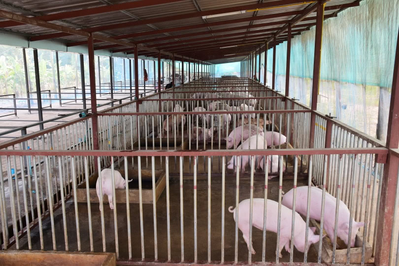 pig farm