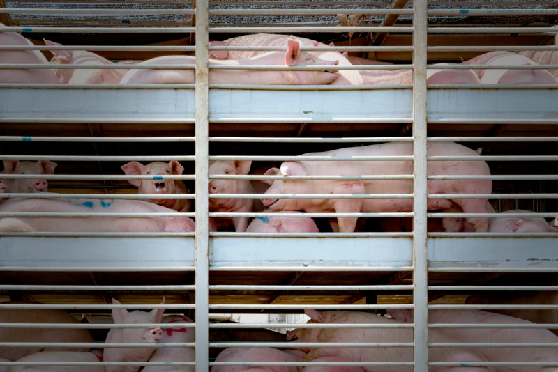 pigs being transported in a truck