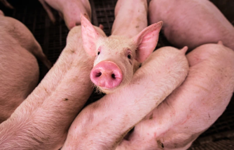 pigs in a pen