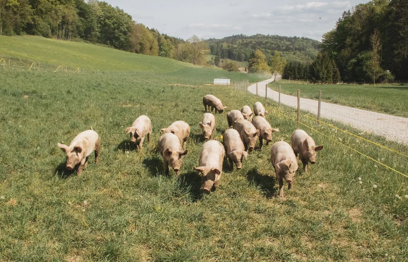 pigs running on grass