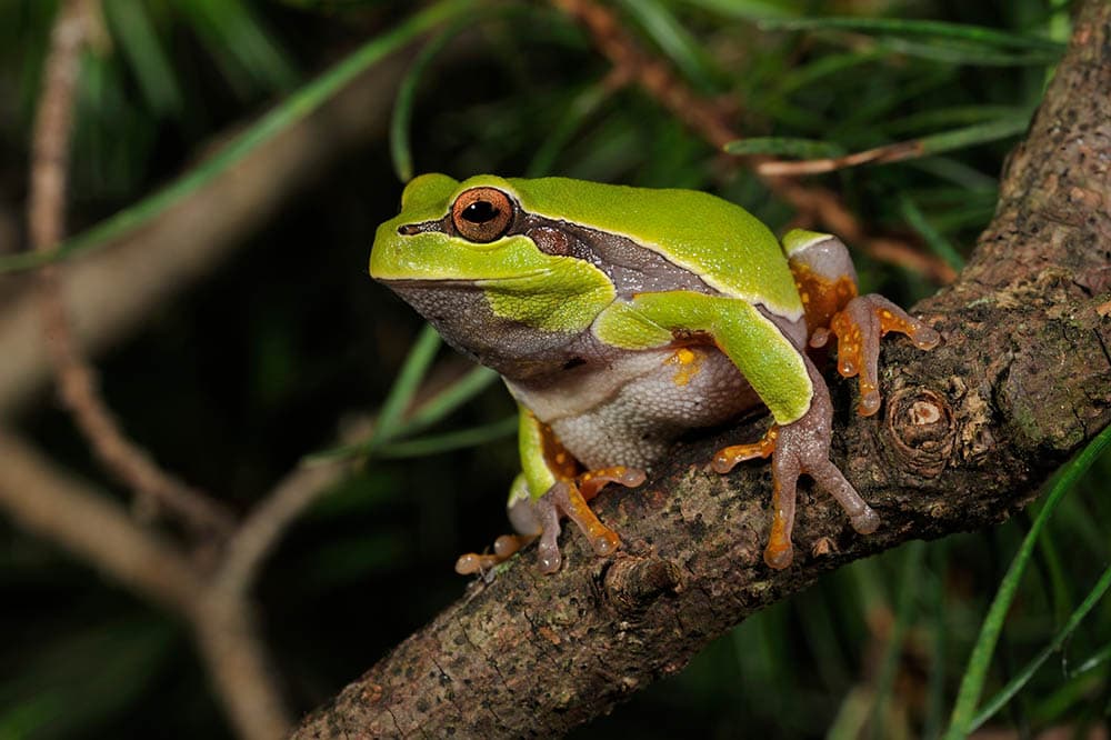 Pine Barren Treefrog