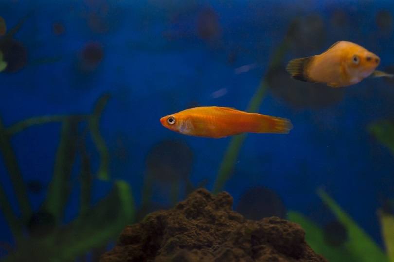 pineapple platy_Charlie CesS_shutterstock