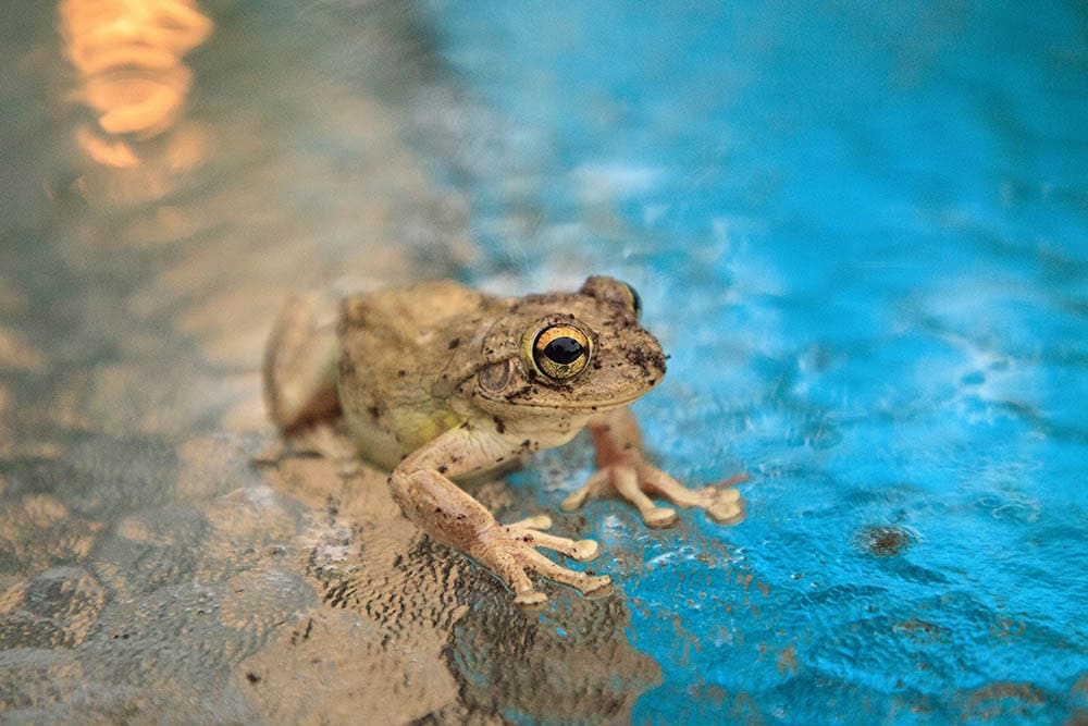 Pinewoods treefrog