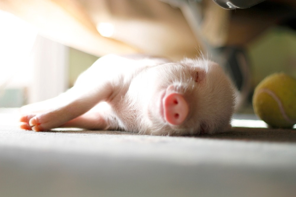pink-mini-pig-sun-bathing-sleeping