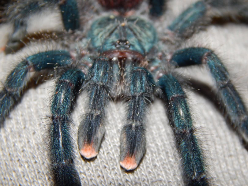pink toe tarantual II_Piqsels