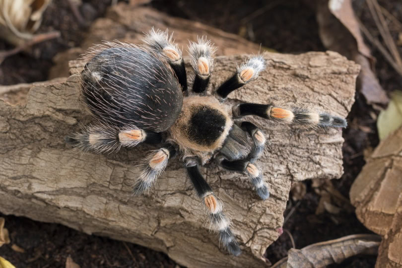 pink toe tarantula crawling_Piqsels