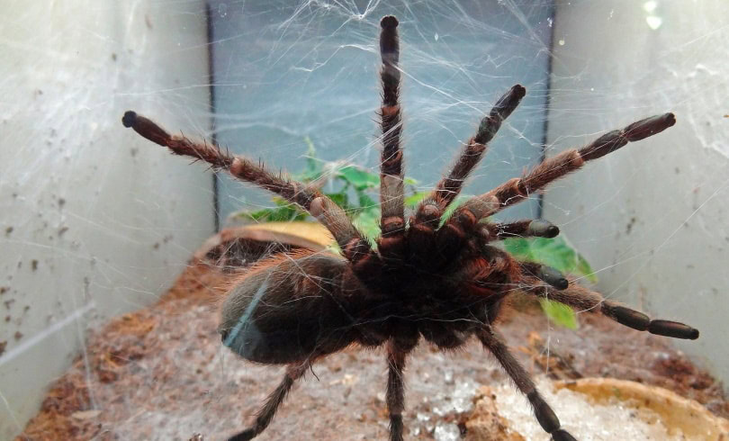 pink toe tarantula tank_Jan Mallander_Pixabay