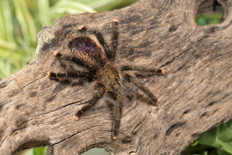pink toe tarantula_Danny de Bruyne_Pixabay