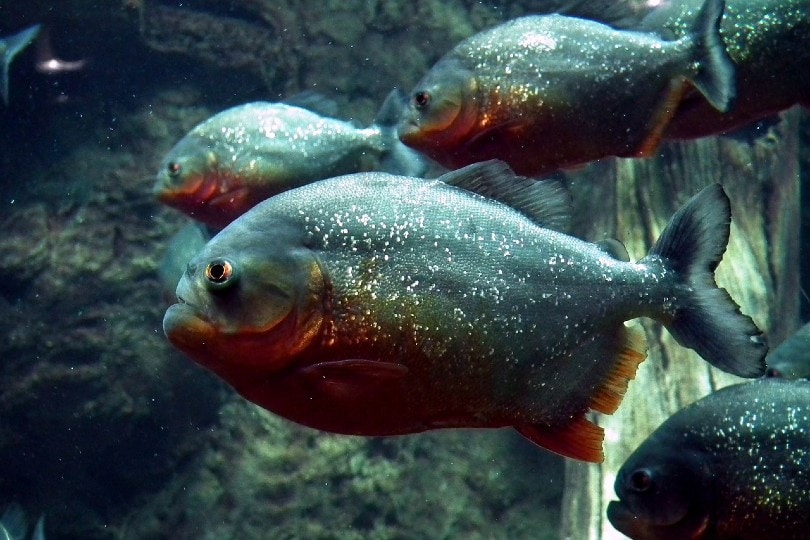 piranhas swimming