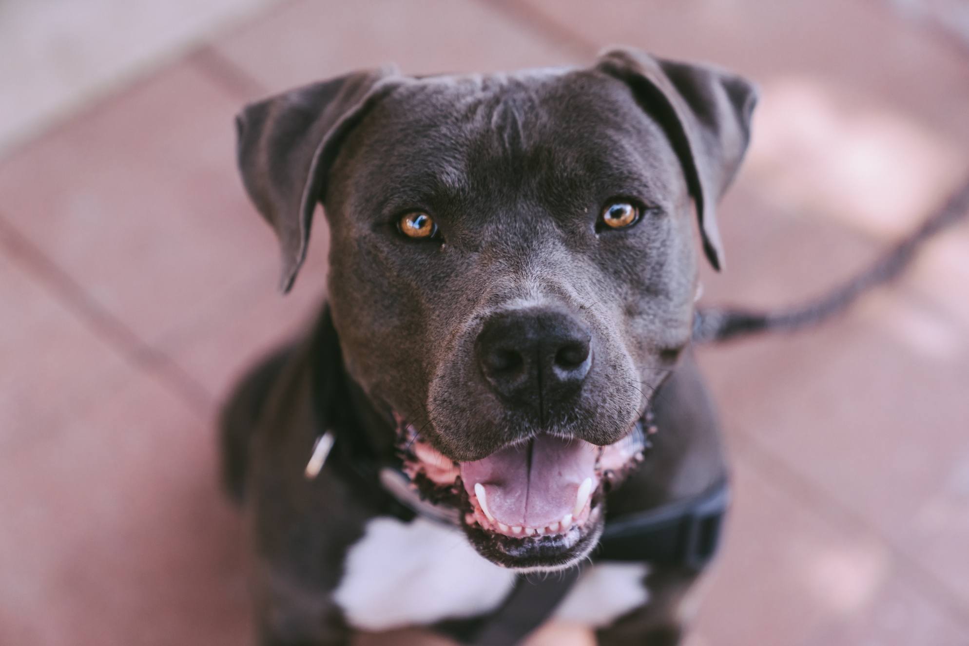 pitbull