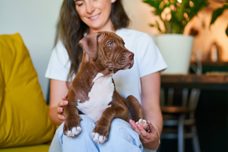 pitbull terrier puppy lying on the lap of a woman